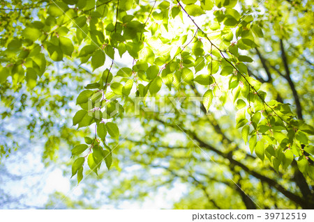Leaf design material Leaf design material 39712519