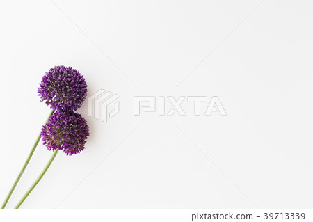 Purple Allium isolated on white background Purple Allium isolated on white background 39713339