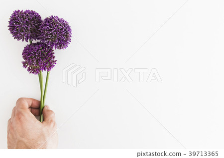 Purple Allium isolated on white background 39713365