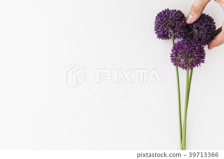Purple Allium isolated on white background 39713366