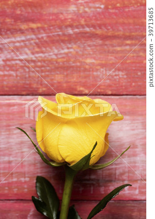 yellow rose on a red wooden background yellow rose on a red wooden background 39713685
