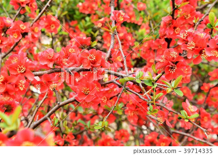 Blurred flowers Blurred flowers 39714335
