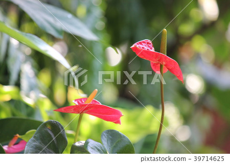 Anthurium Anthurium 39714625