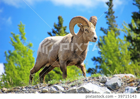Rocky Mountain Bighorn Sheep, latin name ovis Rocky Mountain Bighorn Sheep, latin name ovis 39715143