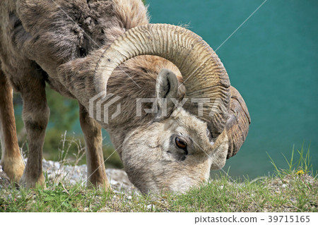 Rocky Mountain Bighorn Sheep, latin name ovis Rocky Mountain Bighorn Sheep, latin name ovis 39715165