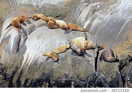Steller Sea Lions on an Island in Kenai Fjords 39715289