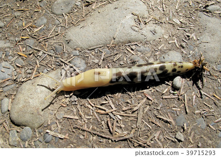 Banana Slug, latin name Ariolimax, Olympic 39715293