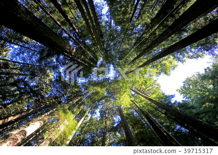 Under the redwood trees in the Redwood Natianol Under the redwood trees in the Redwood Natianol 39715317