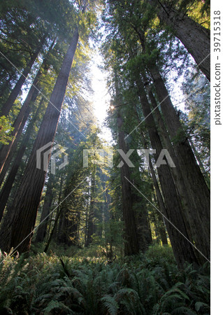 Under the redwood trees in the Redwood Natianol Under the redwood trees in the Redwood Natianol 39715318