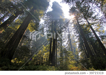 Under the redwood trees in the Redwood Natianol Under the redwood trees in the Redwood Natianol 39715319