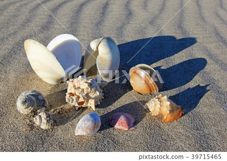 Seashells on the beach of Bahia De Los Angeles Seashells on the beach of Bahia De Los Angeles 39715465