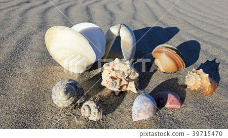 Seashells on the beach of Bahia De Los Angeles Seashells on the beach of Bahia De Los Angeles 39715470