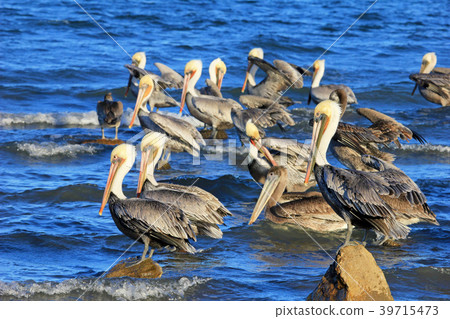 Brown pelican, Pelecanus Occidentalis, Baja 39715473