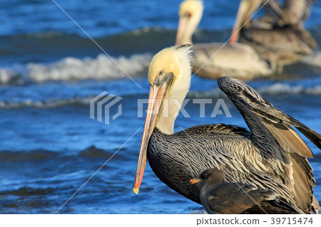 Brown pelican, Pelecanus Occidentalis, Baja 39715474