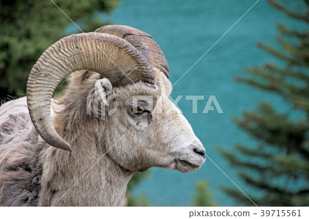 Rocky Mountain Bighorn Sheep, latin name ovis 39715561