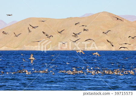 Brown pelican, Pelecanus Occidentalis, Baja Brown pelican, Pelecanus Occidentalis, Baja 39715573