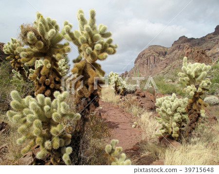 Teddy bear cholla cactuses in Organ Pipe Cactus 39715648