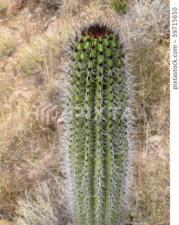 Cactus in Organ Pipe Cactus National Monument 39715650