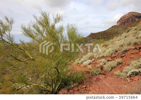 Parkinsonia, Palo Verde, in Organ Pipe Cactus Parkinsonia, Palo Verde, in Organ Pipe Cactus 39715664