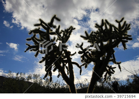 Chain Fruit Cholla cactus in Organ Pipe Cactus Chain Fruit Cholla cactus in Organ Pipe Cactus 39715694