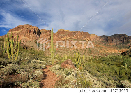 Organ Pipe and Saguaro cactuses in Organ Pipe 39715695