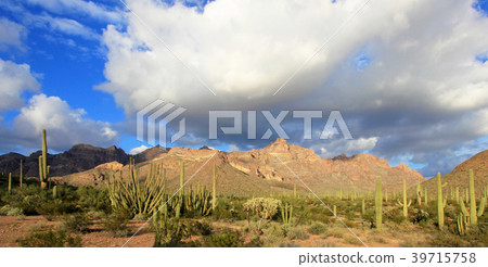 Different cactus species in Organ Pipe Cactus Different cactus species in Organ Pipe Cactus 39715758