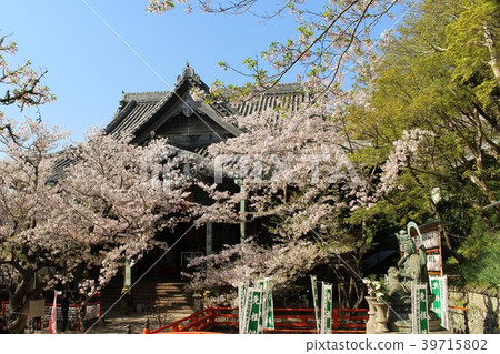 Kimi-ji,Sakura Kimi-ji,Sakura 39715802