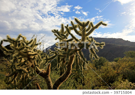 Chain Fruit Cholla cactus in Organ Pipe Cactus Chain Fruit Cholla cactus in Organ Pipe Cactus 39715804