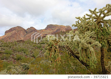 Chain Fruit Cholla, Saguaro and other cactuses in Chain Fruit Cholla, Saguaro and other cactuses in 39715821