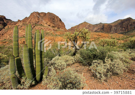 Different cactus species in Organ Pipe Cactus Different cactus species in Organ Pipe Cactus 39715881