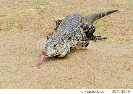 Argentine Black and White Giant Tegu, Tupinambis 39715999