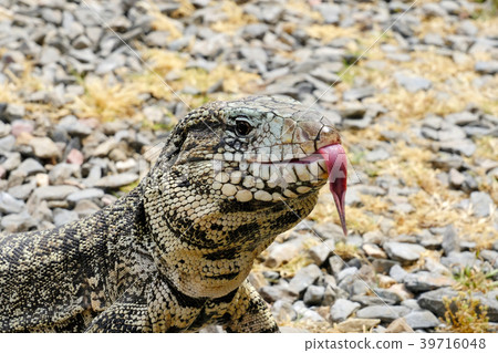 Argentine Black and White Giant Tegu, Tupinambis 39716048