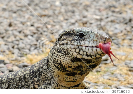 Argentine Black and White Giant Tegu, Tupinambis 39716053