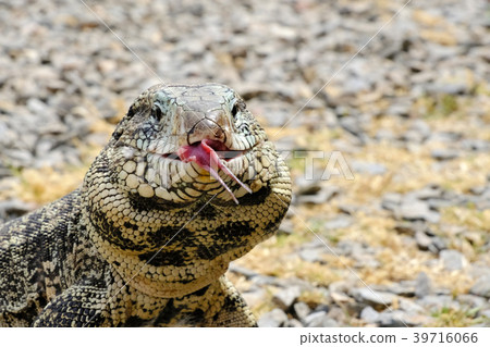 Argentine Black and White Giant Tegu, Tupinambis 39716066