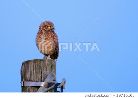 Burrowing Owl with yellow eyes, Athene Cunicularia 39716103