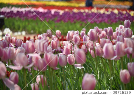 Tulip Tulip 39716129