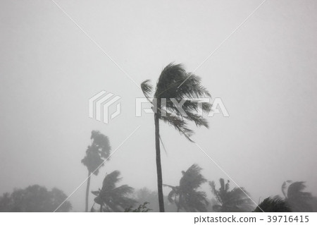 the big storm impact coconut tree the big storm impact coconut tree 39716415