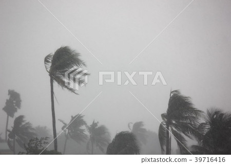 the big storm  ,heavy rain impact coconut tree 39716416