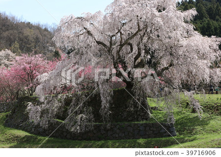 Cherry blossoms of Goto Matabei Cherry blossoms of Goto Matabei 39716906