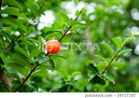 Acerola or Barbados or West indian cherry 39717197