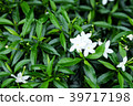 Gerdenia Crape Jasmine White with green leaves 39717198