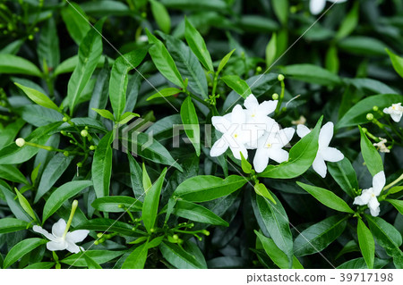 Gerdenia Crape Jasmine White with green leaves Gerdenia Crape Jasmine White with green leaves 39717198