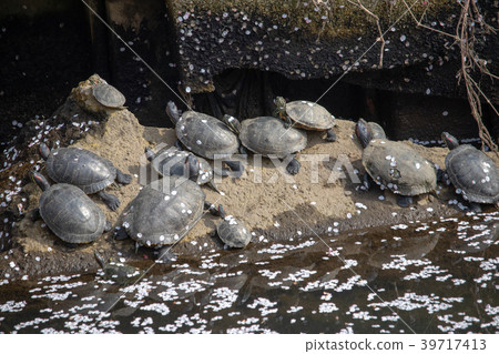 Turtle and cherry blossom petals Turtle and cherry blossom petals 39717413