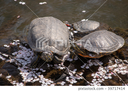 Turtle and cherry blossom petals Turtle and cherry blossom petals 39717414