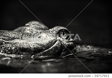 Eye of Gharial - Gavialis gangeticus, colorless Eye of Gharial - Gavialis gangeticus, colorless 39717931