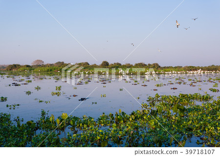 Beautiful Pantanal landscape, South America,Brazil 39718107