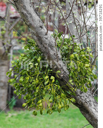 Mistletoe clusters clinging to the tree Mistletoe clusters clinging to the tree 39718291