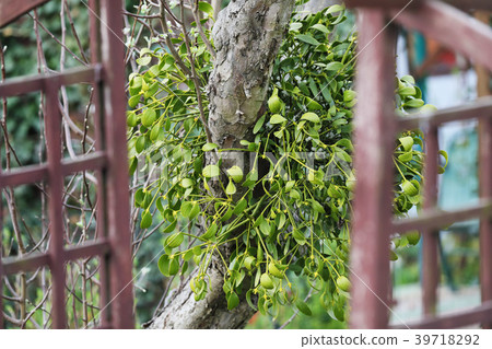 Mistletoe clusters clinging to the tree Mistletoe clusters clinging to the tree 39718292