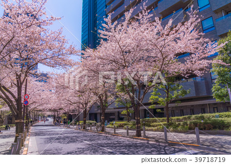 櫻花在六本木Ark Hills，日本 39718719