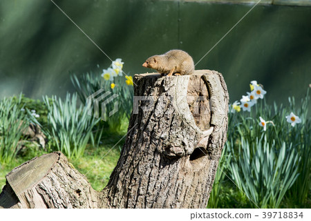 Common Dwarf Mongoose (Helogale parvula) 39718834